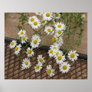 Póster Daisies Poster