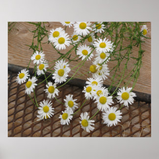 Póster Daisies Poster