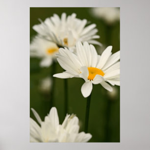 Póster Daisies Poster