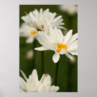 Póster Daisies Poster