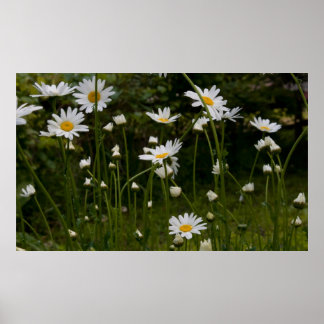 Póster Daisies print 1