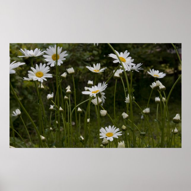 Póster Daisies print 1 (Frente)