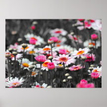 Daisies rosados: Fotografía con salpicaduras de co