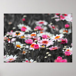 Póster Daisies rosados: Fotografía con salpicaduras de co