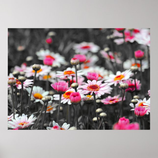 Póster Daisies rosados: Fotografía con salpicaduras de co (Frente)