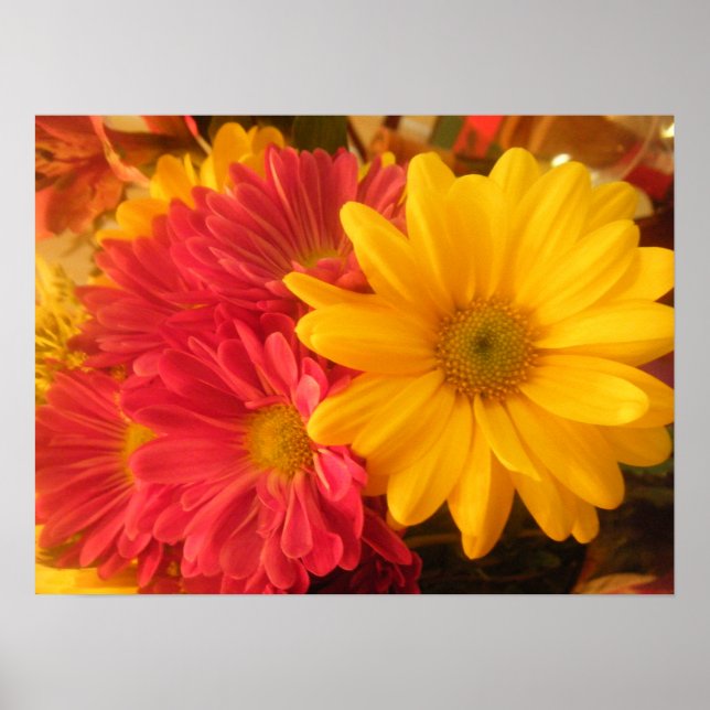 Póster Daisies rosados y amarillos (Frente)