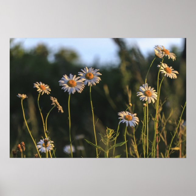 Póster Daisies salvajes en un campo (Frente)