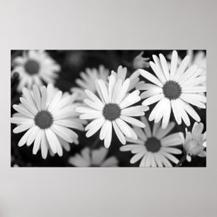 Póster Daisy