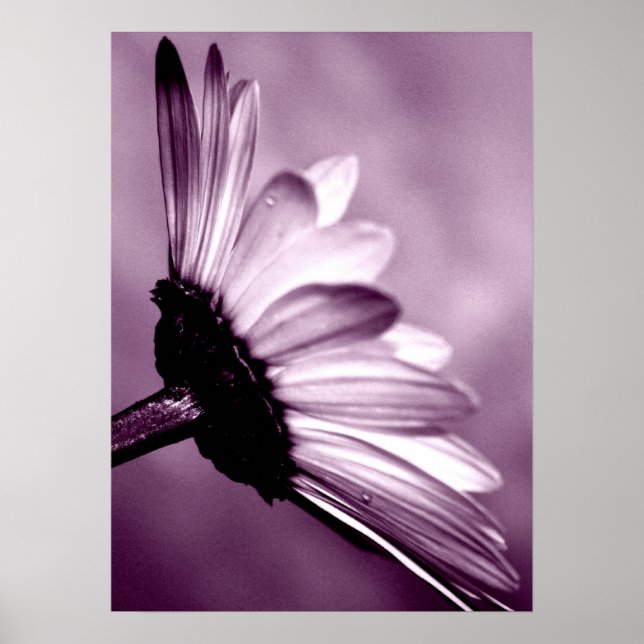 Póster Daisy (Frente)