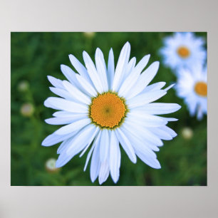 Póster Daisy