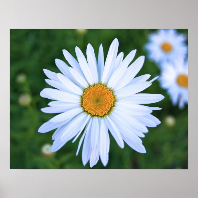 Póster Daisy (Frente)