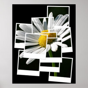 Póster Daisy