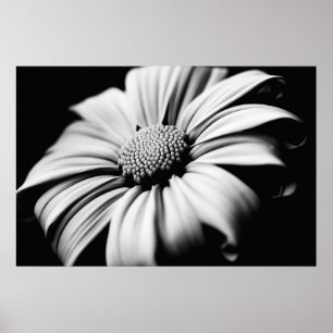 Póster Daisy