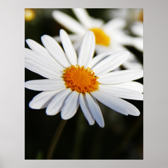 Póster Daisy (Frente)