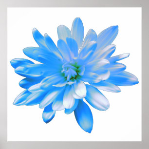 Póster Daisy azul, foto retro floral