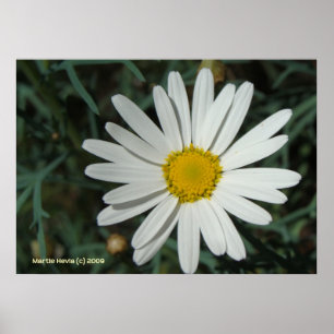 Póster Daisy blanco