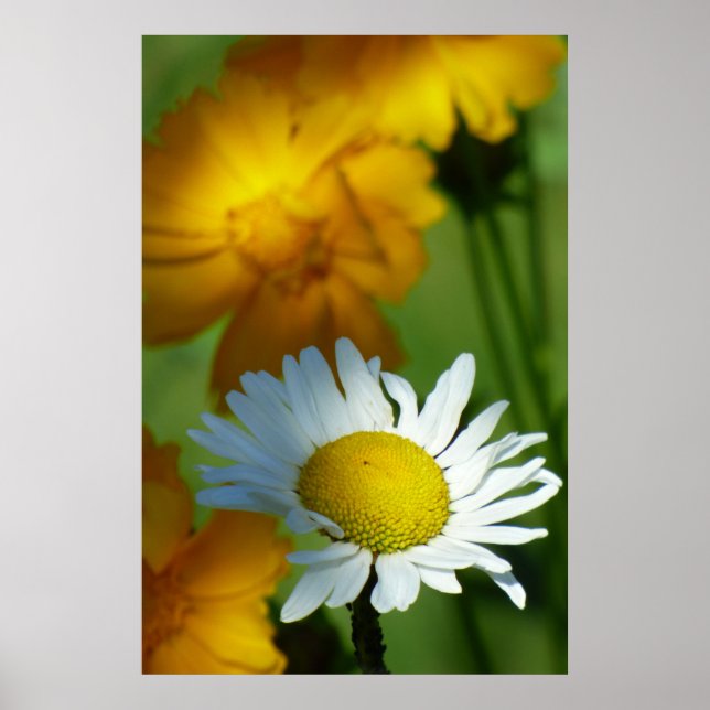 Póster Daisy Chamomile Flower Floral Sunflower Lover Rega (Frente)