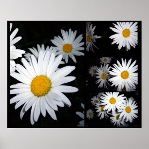Póster Daisy Collage