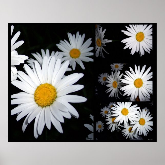 Póster Daisy Collage (Frente)