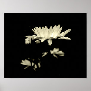 Póster Daisy con gotas de lluvia - Blanco y negro