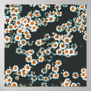 Póster Daisy Daisies Floral