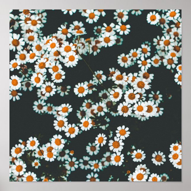 Póster Daisy Daisies Floral (Frente)