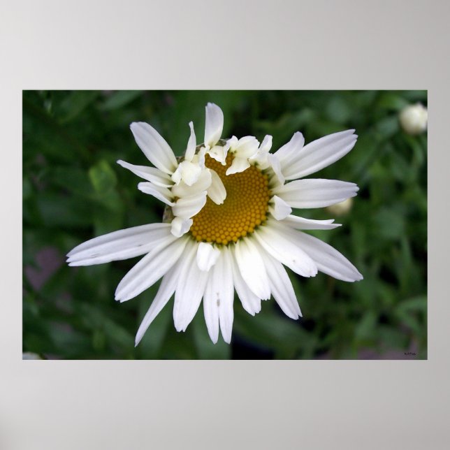 Póster Daisy Daisies Fotos Closeups (Frente)