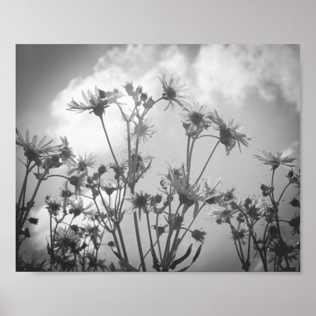 Póster Daisy Day Archivo de flores en blanco y negro (Frente)