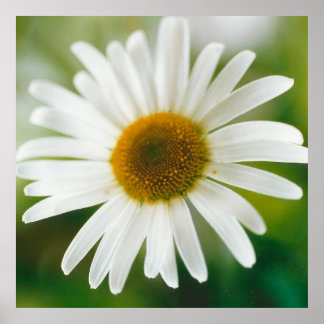 Póster Daisy de Oxeye blanco - Leucanthemum vulgare