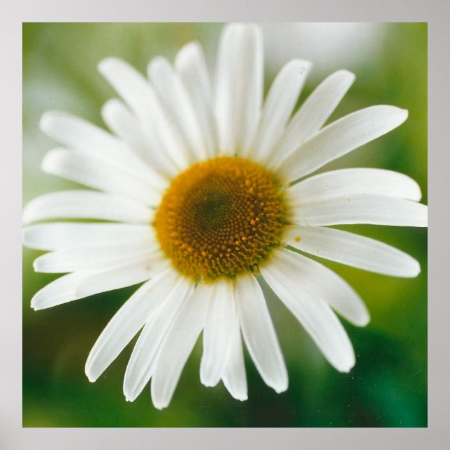 Póster Daisy de Oxeye blanco - Leucanthemum vulgare (Frente)