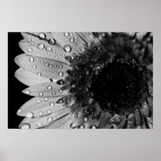 Póster Daisy Droplets (negro y blanco)
