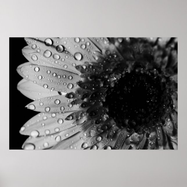 Póster Daisy Droplets (negro y blanco) (Frente)