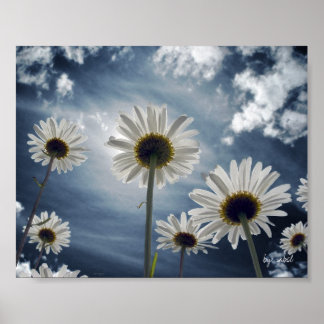 Póster Daisy Field