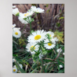Póster Daisy Fleabane Poster
