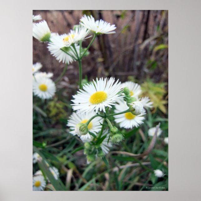 Póster Daisy Fleabane Poster (Frente)