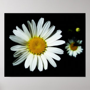 Póster Daisy Flower