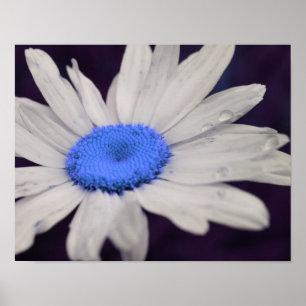 Póster Daisy Flower Blue Center Gotas de lluvia resumen