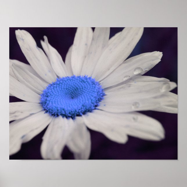 Póster Daisy Flower Blue Center Gotas de lluvia resumen (Frente)