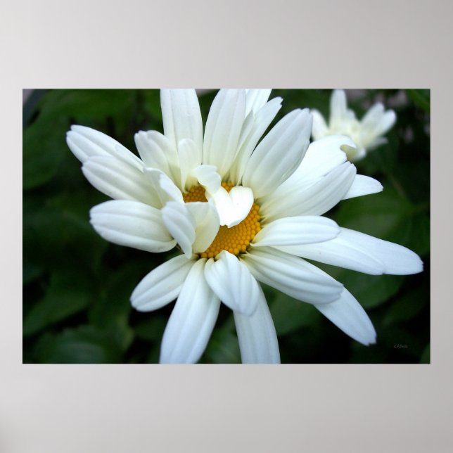 Póster Daisy Flower Opening (Frente)