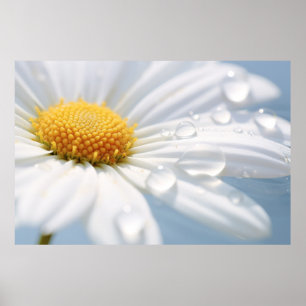 Póster Daisy Flower Petal Nature Serene Calle