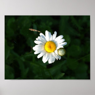 Póster Daisy Flower Photo Poster