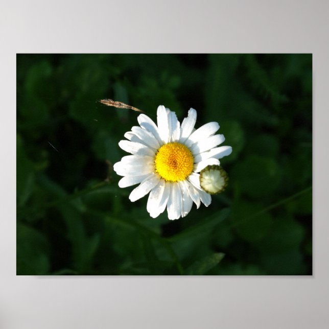 Póster Daisy Flower Photo Poster (Frente)