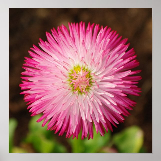 Póster Daisy Flower - Poster (Frente)