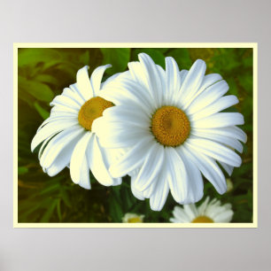 Póster Daisy Flowers Print Classic Daisies Poster Print