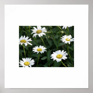 Póster Daisy Green