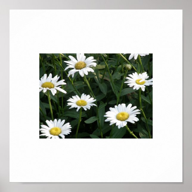 Póster Daisy Green (Frente)