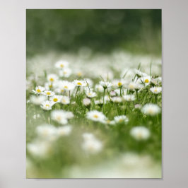 Póster Daisy Meadow
