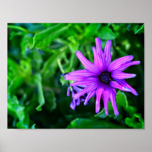 Póster Daisy morado en un jardín de verano