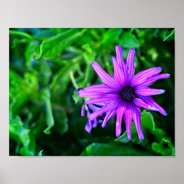 Póster Daisy morado en un jardín de verano (Frente)