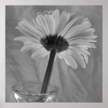 Daisy negro y blanco